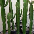 Candelabra Tree